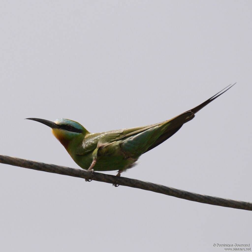 Blue-cheeked Bee-eater male adult