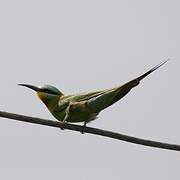 Blue-cheeked Bee-eater