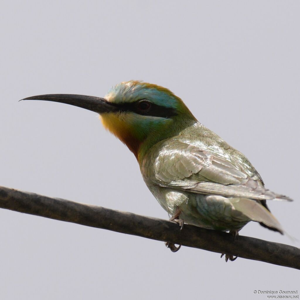 Blue-cheeked Bee-eater male adult