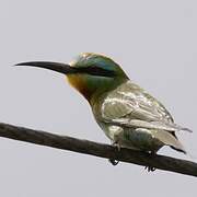 Blue-cheeked Bee-eater