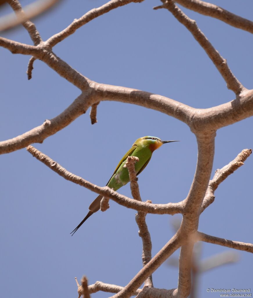 Blue-cheeked Bee-eateradult