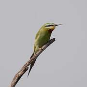 Blue-cheeked Bee-eater