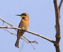 Little Bee-eater