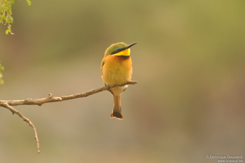 Little Bee-eater