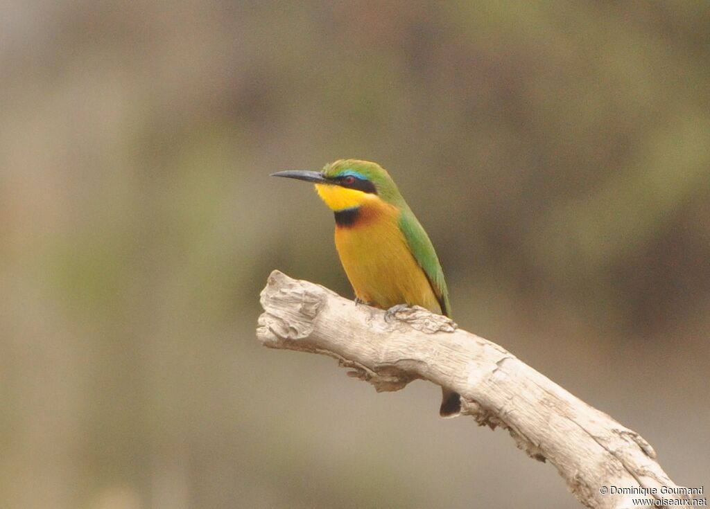 Little Bee-eater