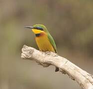 Little Bee-eater