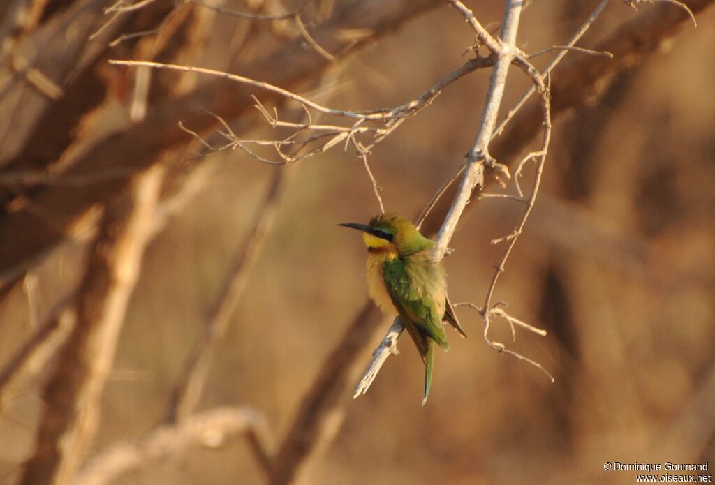 Little Bee-eater