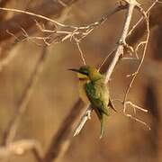 Little Bee-eater