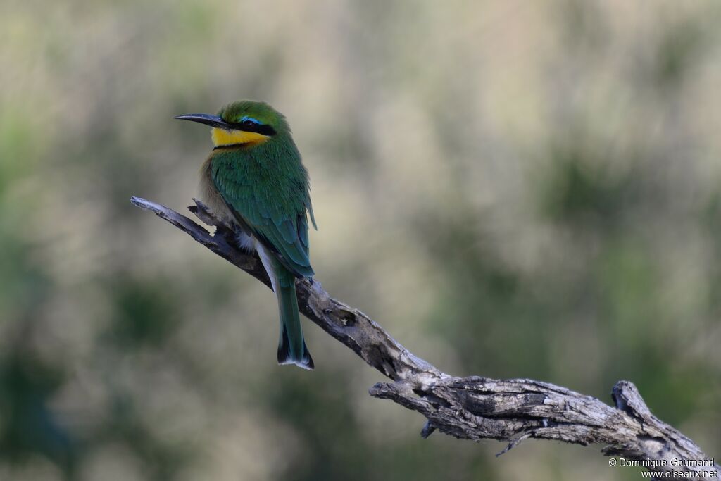 Little Bee-eater