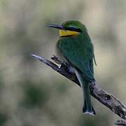 Little Bee-eater