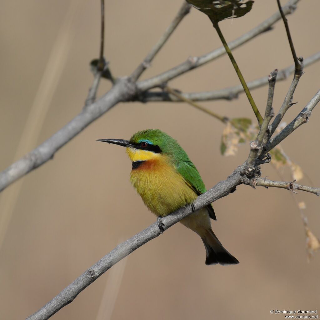 Little Bee-eater