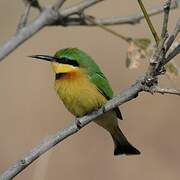 Little Bee-eater