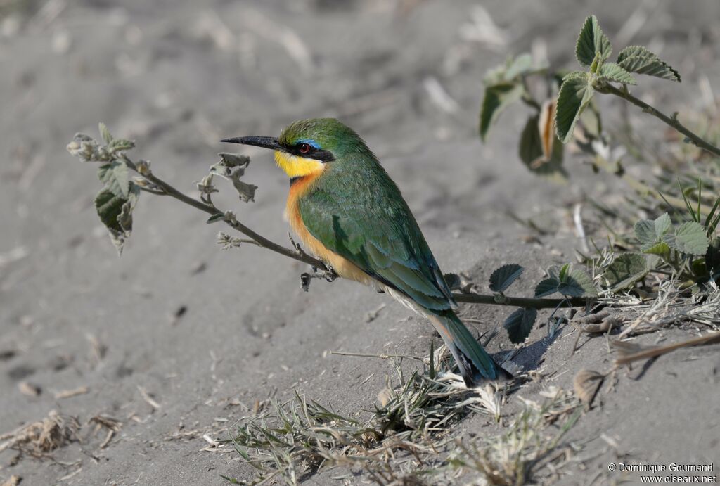 Little Bee-eater