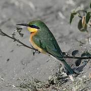 Little Bee-eater