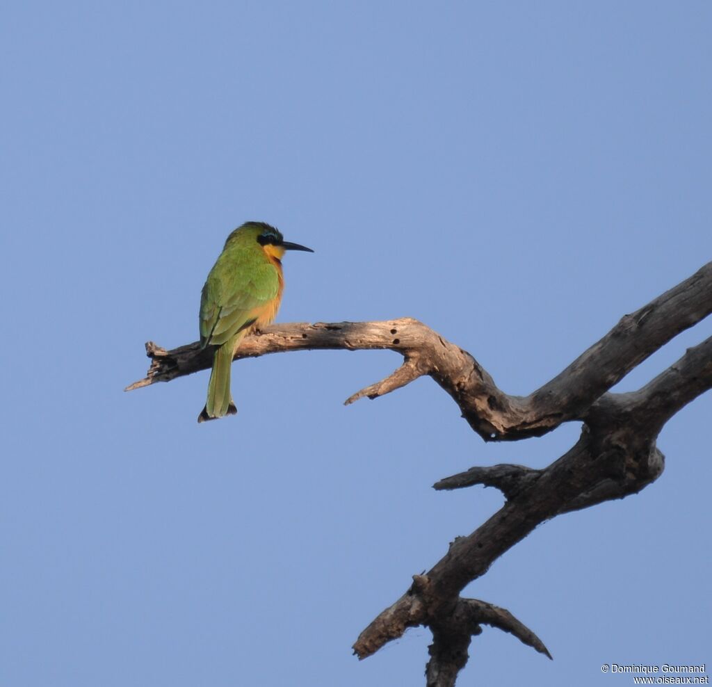 Little Bee-eater