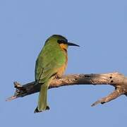 Little Bee-eater