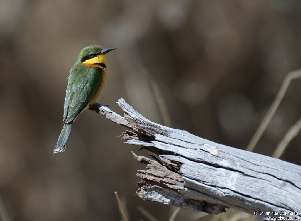 Little Bee-eater