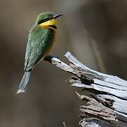 Little Bee-eater