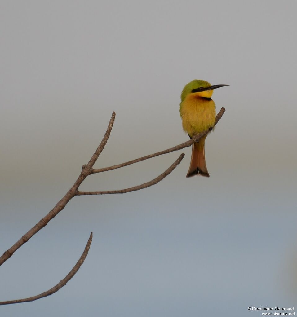 Little Bee-eater