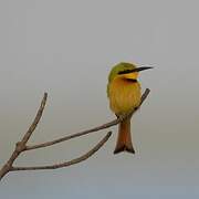 Little Bee-eater