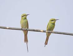 African Green Bee-eater