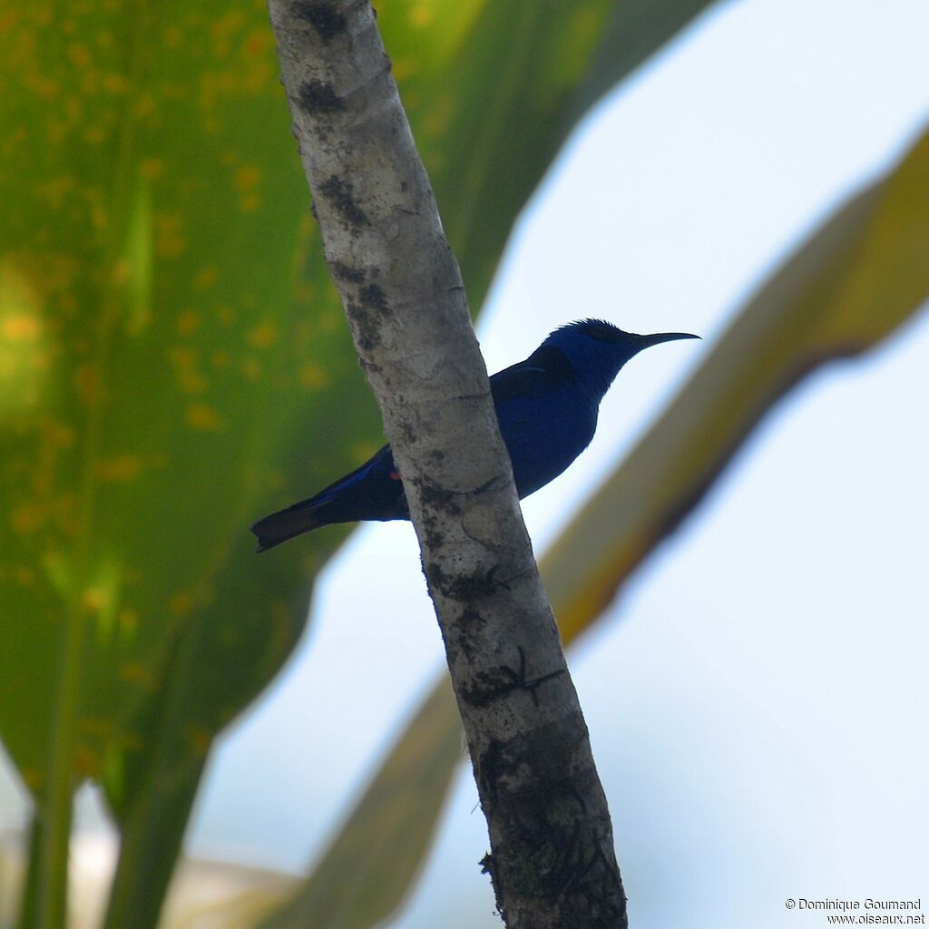 Red-legged Honeycreeper male adult