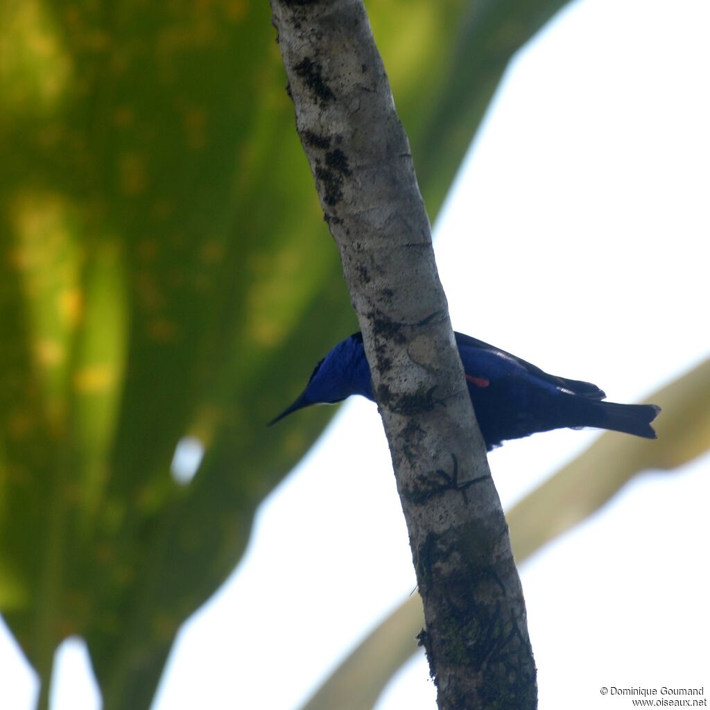 Red-legged Honeycreeper male adult