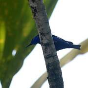 Red-legged Honeycreeper