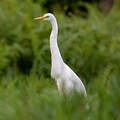 Yellow-billed Egret