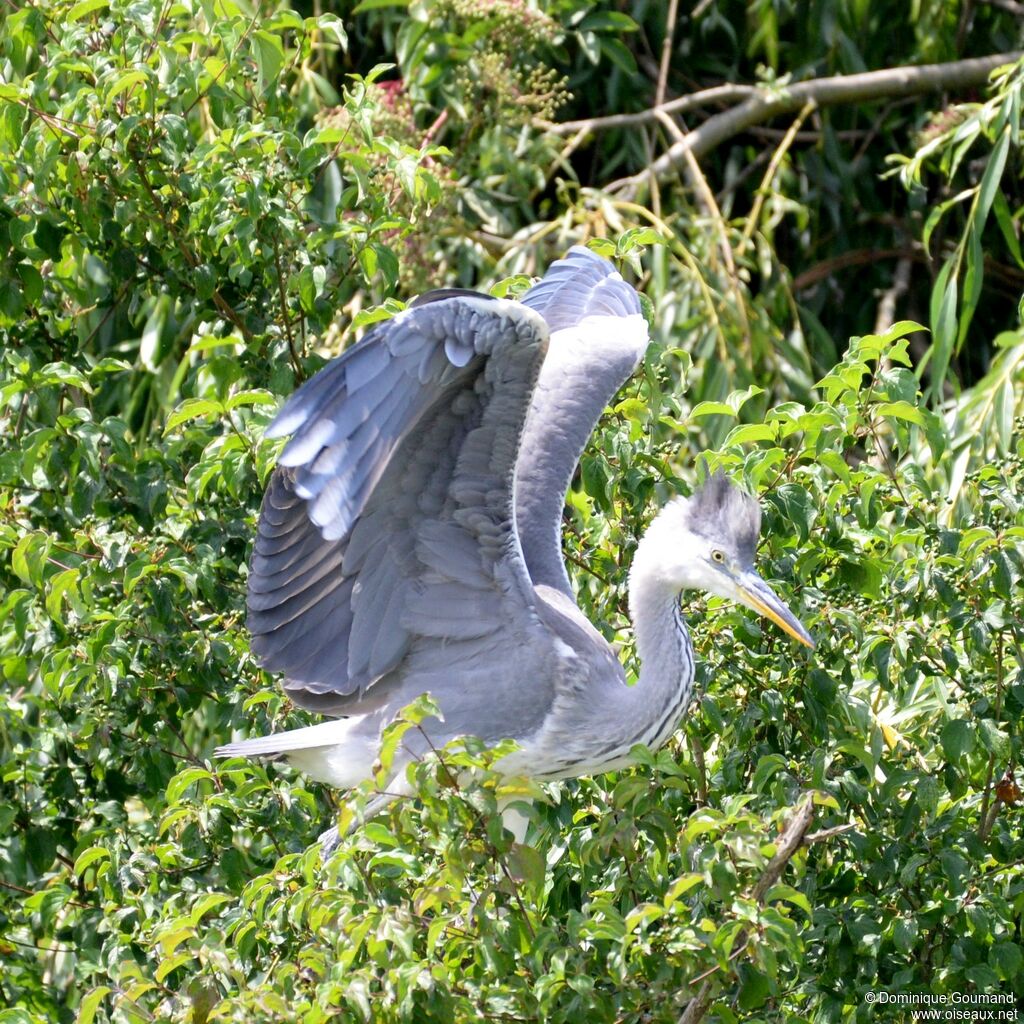 Grey Heronjuvenile