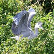 Grey Heron