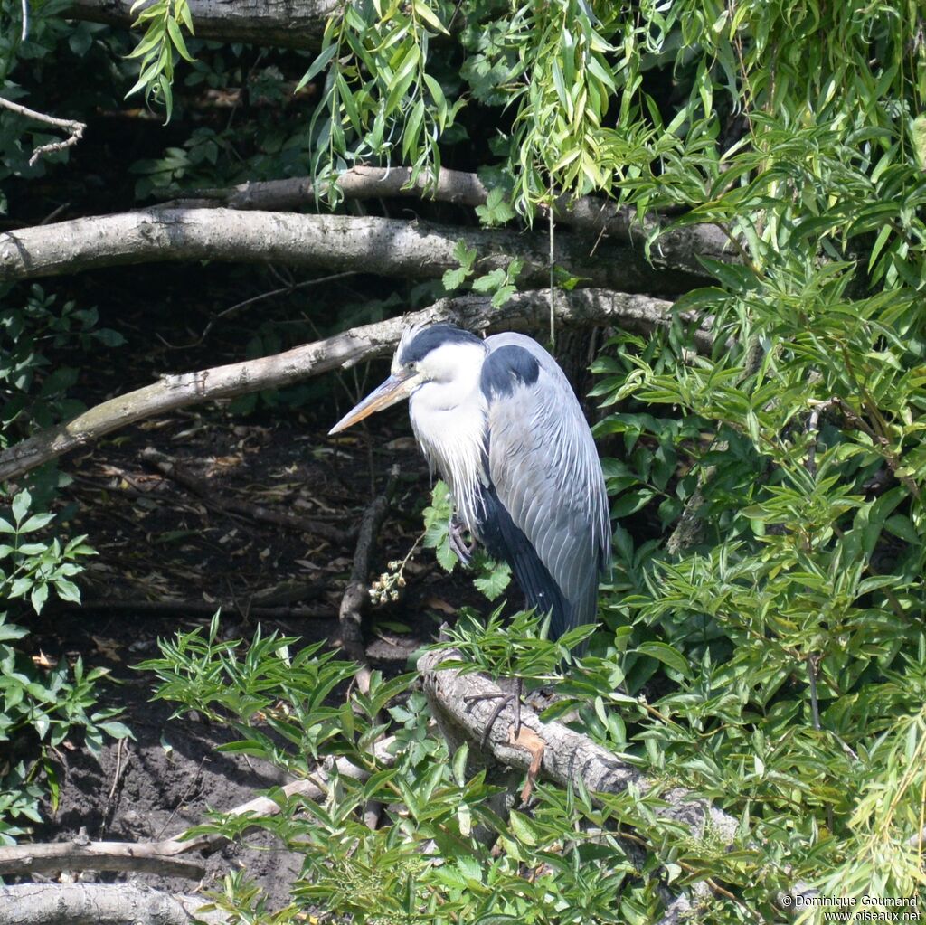 Grey Heronadult breeding