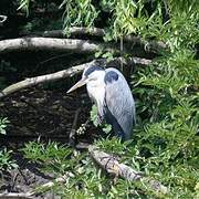 Grey Heron