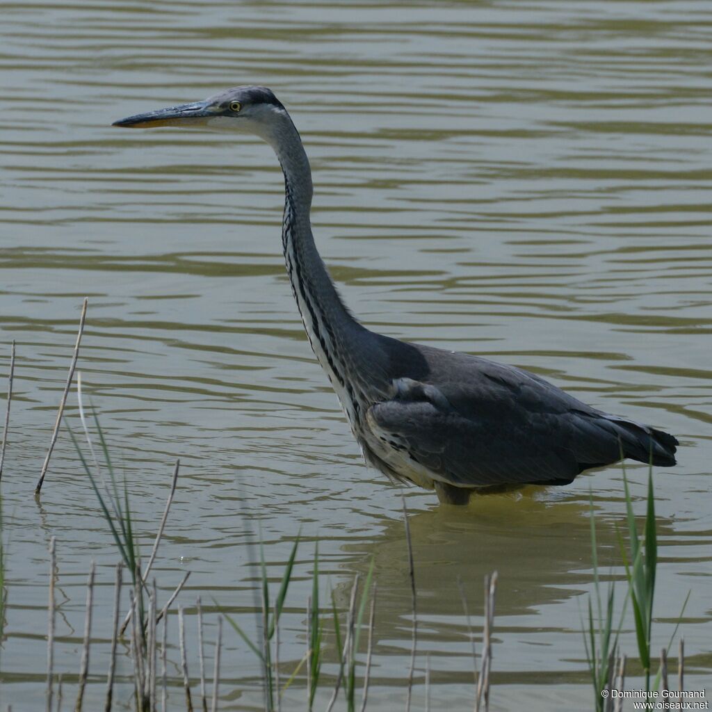 Grey Heronjuvenile