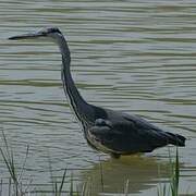 Grey Heron