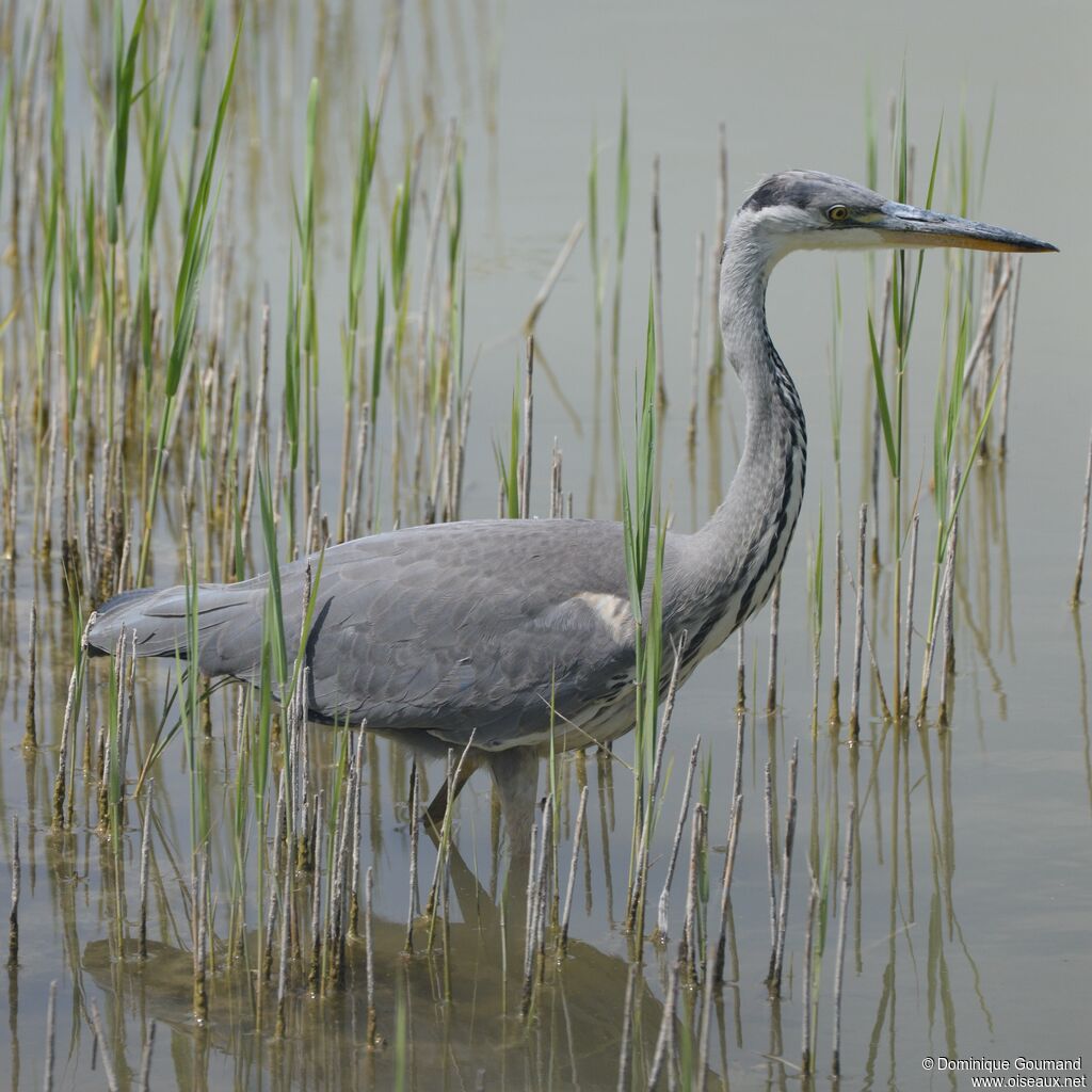 Grey Heronjuvenile