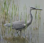 Grey Heron