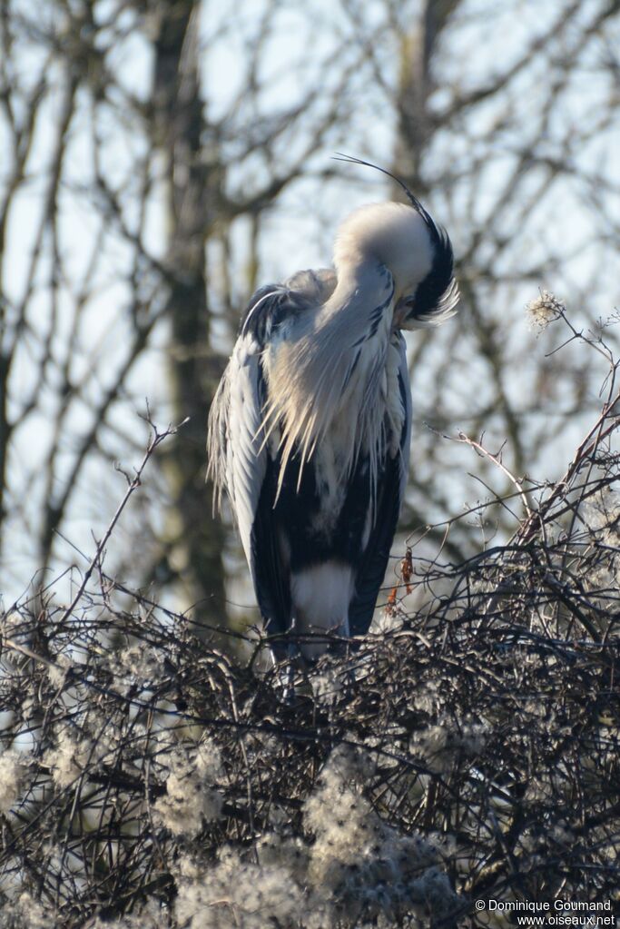 Grey Heron male adult breeding