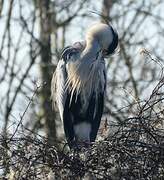 Grey Heron