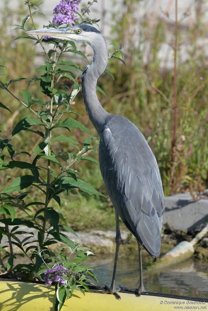 Grey HeronSecond year