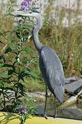 Grey Heron