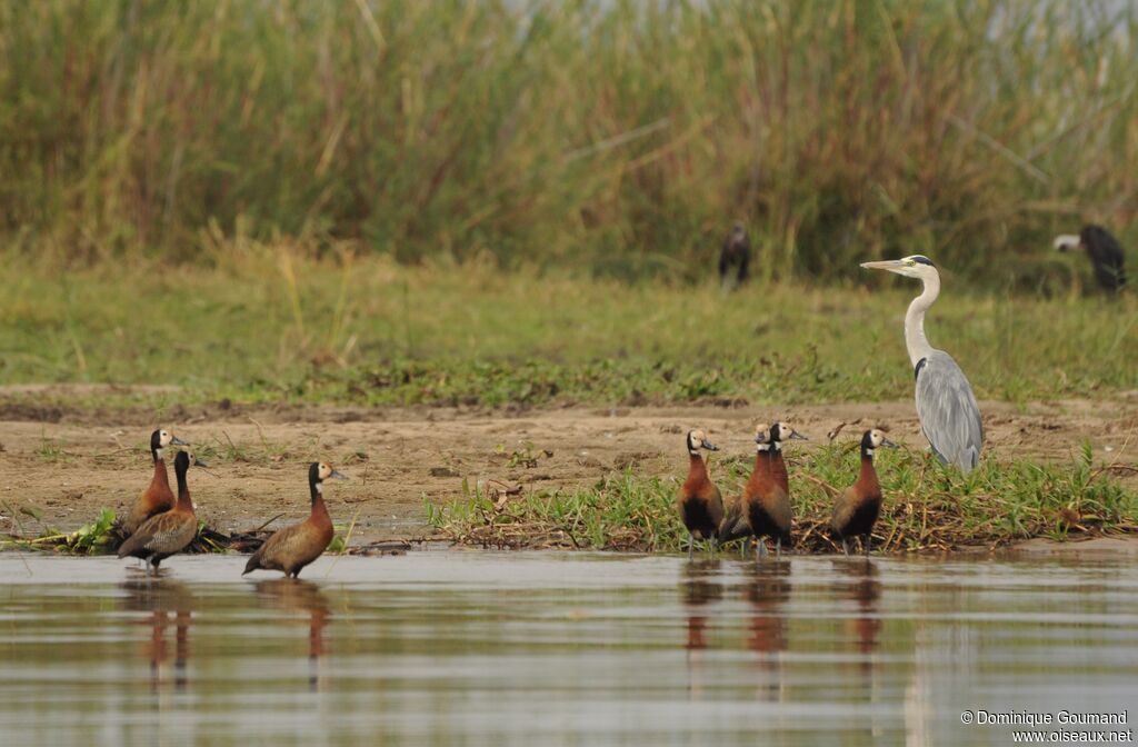 Grey Heron