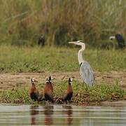 Grey Heron