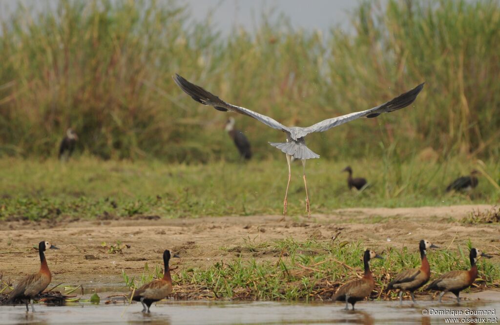 Grey Heron