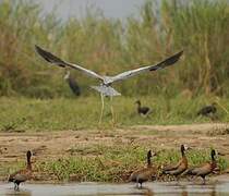 Grey Heron