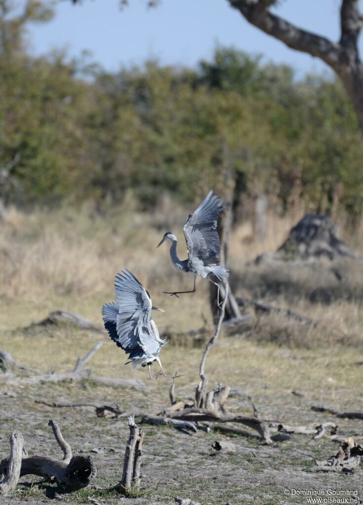 Grey Heron