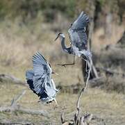 Grey Heron