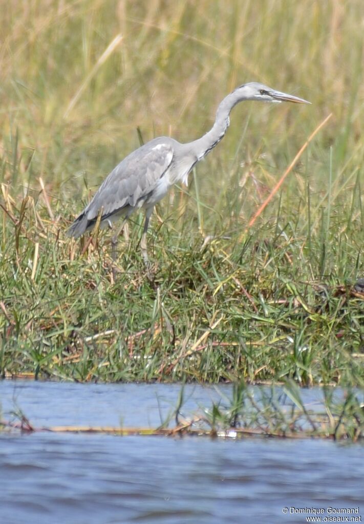 Grey Heron