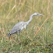 Grey Heron