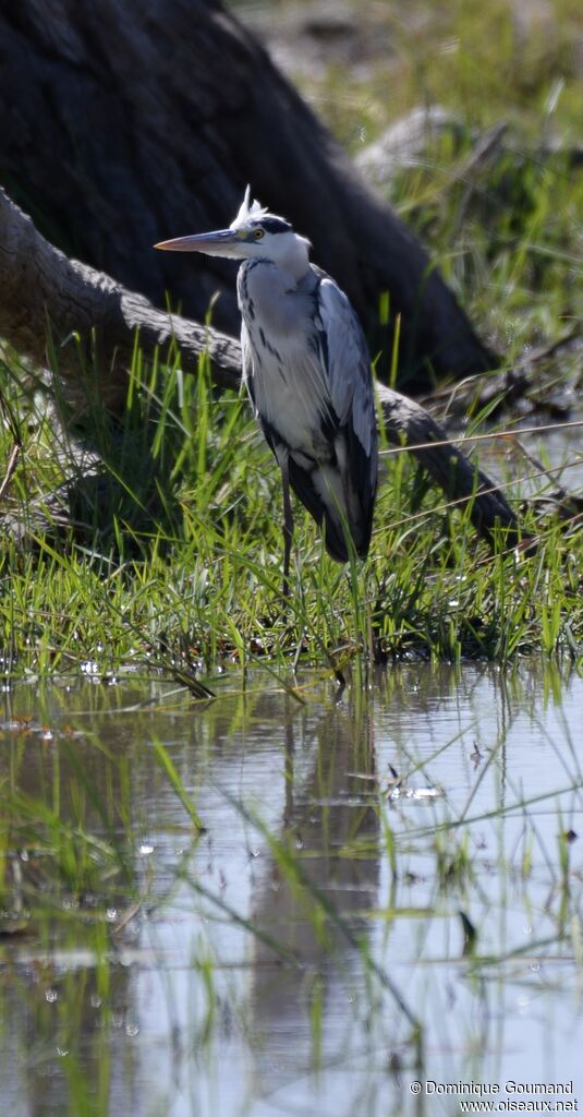 Grey Heron